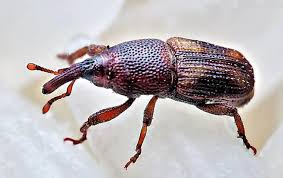 Stored Product Pest Control