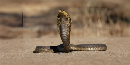 Snake