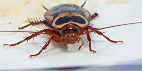Cockroach Control