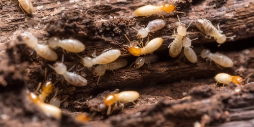 Termite Treatment