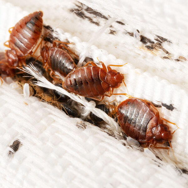 Bed Bug Control