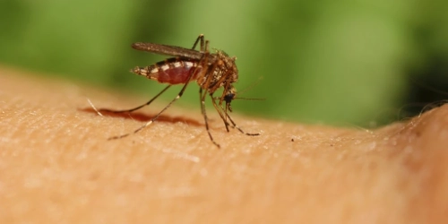 Mosquito Management